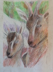 Ibex portraits
coloured pencils Ibex portraits
coloured pencils